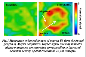 Fig.1 Manganese enhanced images of neuron B3 from the buccal ganglia of Aplysia californica. Higher signal intensity indicates higher manganese concentration corresponding to increased neuronal activity. Get